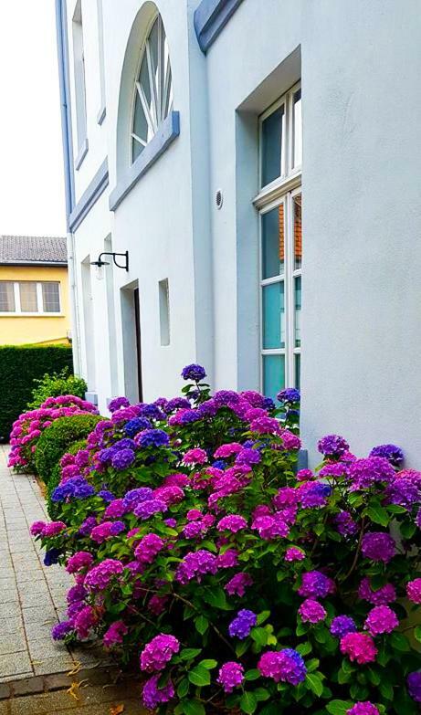 Hotel Zweilinden Meckenheim Bonn Exteriör bild
